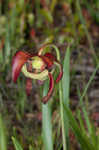 Parrot pitcherplant